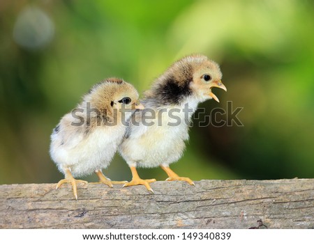 Couple of new born chickens on nature background