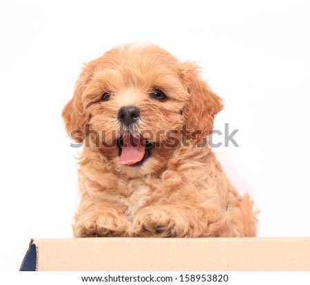 Puppy and paper box on white background Puppy and paper box on white background