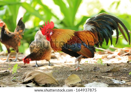 Chickens family on nature background