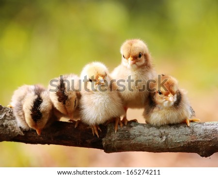 group of small chickens sleeping and sitting on branch tree