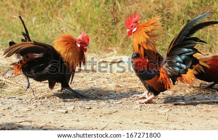 Beautiful Rooster fighting