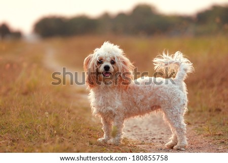 Cute Poodle Dog standing standing on dry brown grass