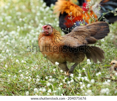 Chicken family on nature background
