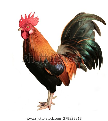 Beautiful Rooster isolated on white background