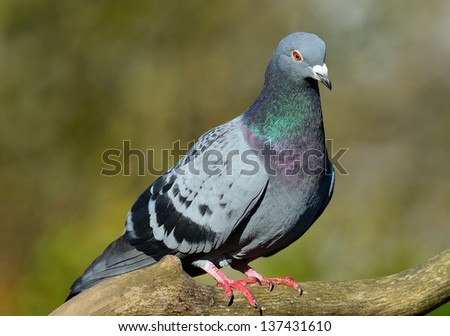 Ferral Pigeon Detail