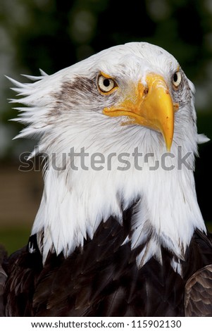 Bald Eagle with the wind catching its feathers and a drop of sweat on the end of its beak.