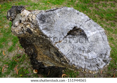 Very old stump of a cut tree