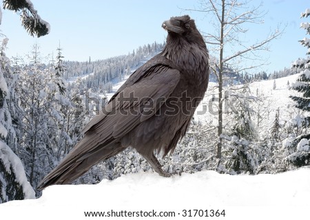 raven with winter mountains in the background