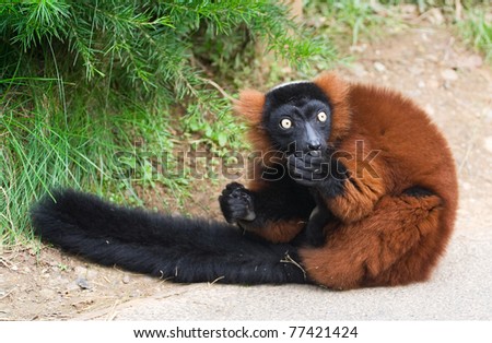 A close up of the rare red ruffed lemur (Varecia rubra) from the island of madagascar