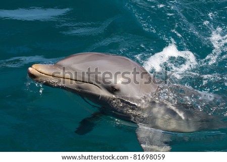A wild bottlenose dolphin (Turisops Truncatus)  looking inquisitively out of the clear deep blue atlantic ocean
