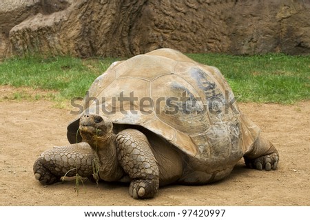 A  aldabra giant tortoise (Aldabrachelys gigantea) chewing grass