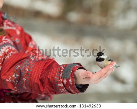 Girl feeding a Black-caped chickadee with seeds