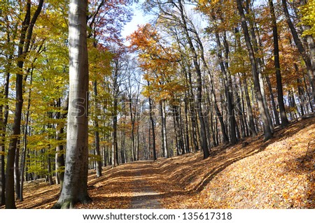 Autumn Landscape. Forest in Vienna, Austria