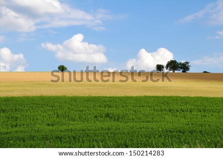 Summer landscape with green grass and clouds