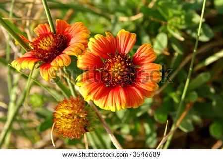 Indian Blanket Flower with blurred background