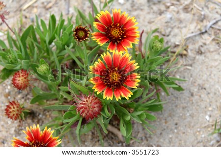 Indian Blanket Flower in the sand at the beach