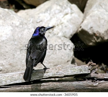 common grackle bird. stock photo : Common Grackle Bird standing on a branch in front of rocks