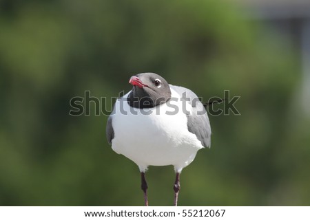 A Laughing Gull looking straight at you, standing on a wood railing