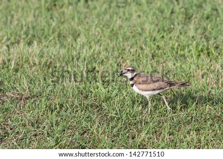 A Killdeer bird walking through some grass, with it\'s head turned toward the viewer