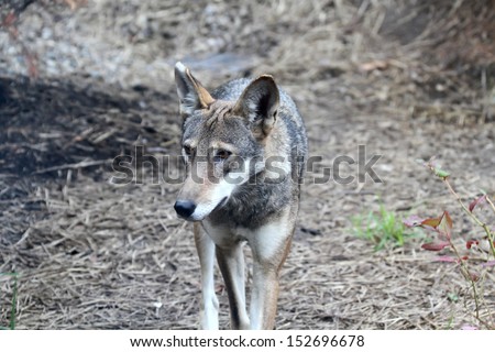 A Red Wolf walking towards the camera, looking to it\'s right