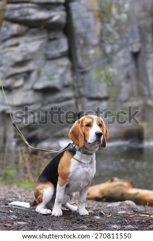 young beagle dog sitting near water under the rocks