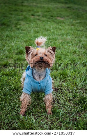 funny toy terrier in the blue suit on the grass