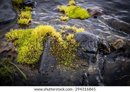 bright green glacier moss in the iceland mountain stream with black volcanic stones
