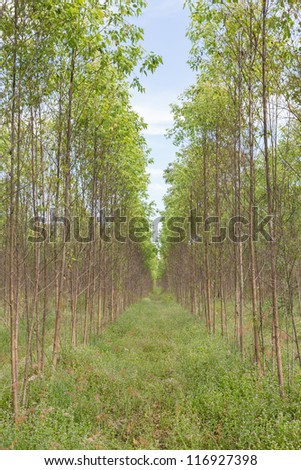 Eucalyptus plant field vertical