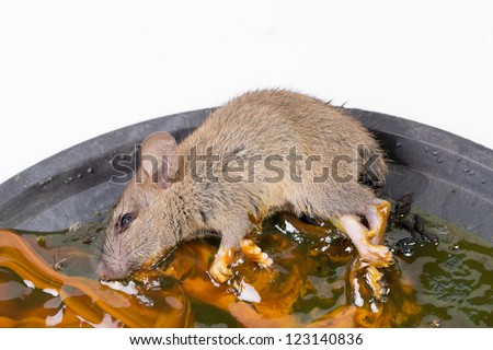 rat was trapped isolated on white