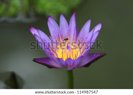 bee fly over water lily