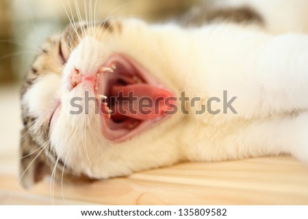 Cat Yawning With Mouth Wide Open And Shows Fangs