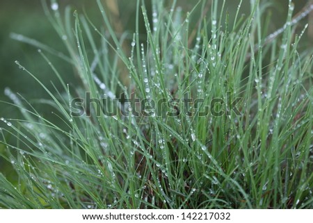 Fresh green grass with drops dew / macro background
