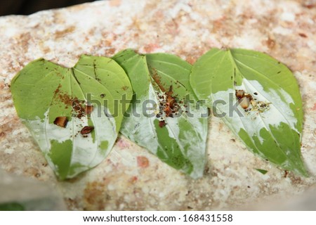 Betel leaf eating culture of Southeast Asia