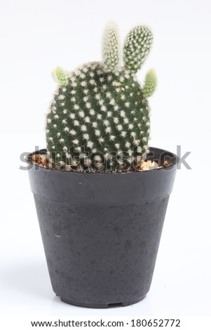 Bunny ears cactus (Opuntia microdasys) in a pot.