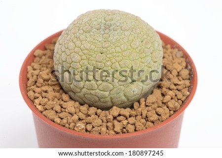 Close up of Ã¢Â?Â? Lizard SkinÃ¢Â?Â?  Cactus cacti Succulent cactus in a pot.