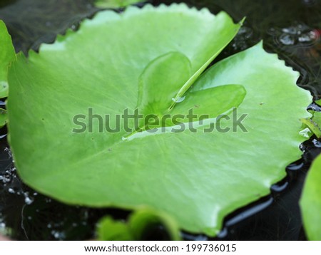 Water lily leaf with a water drop heart shape