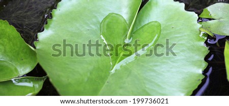 Water lily leaf with a water drop heart shape
