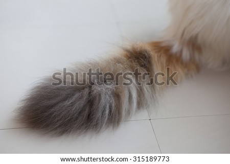 tail of a cat