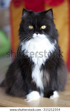 Beautiful black and white male cat with yellow eyes