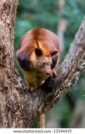 A Tree Kangaroo native to Australia and New Guinea sitting in a tree branch