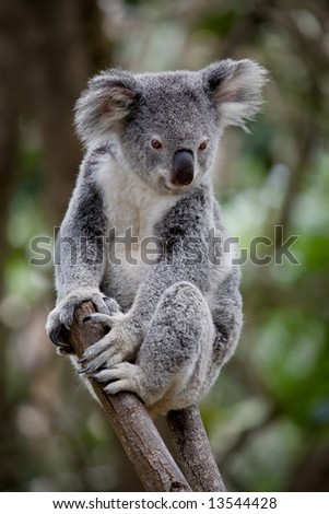 african koala bear