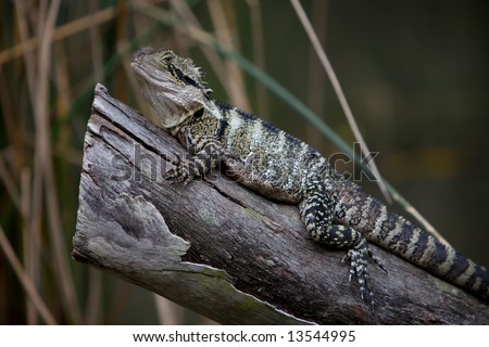 An Eastern (Australian) Water Dragon sitting on a tree branch