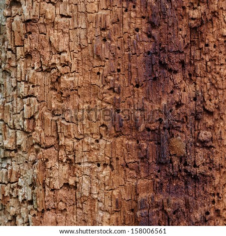 Old wood eaten by bark beetle