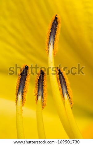 Macro of Four Yellow Asiatic Lily Pistils