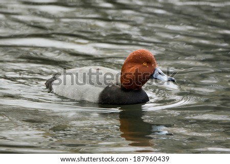 Profile Portrait of Redhead Duck