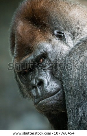 3/4 Portrait of Western Lowland Gorilla