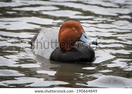 Profile Portrait of Redhead Duck