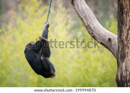 Young Chimpanzee Swinging on Improvised Rope Tied to Tree