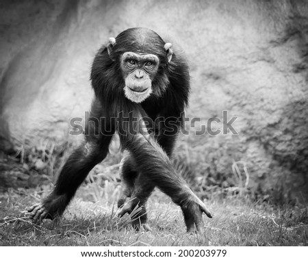 Frontal Portrait of a Sidewinding Young Chimpanzee
