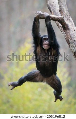 Young Chimpanzee Swinging from a Tree Branch
